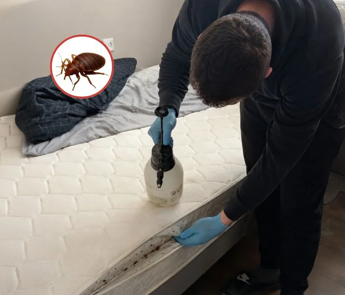 Technicien traitant un matelas contre les punaises de lit à Montgeron